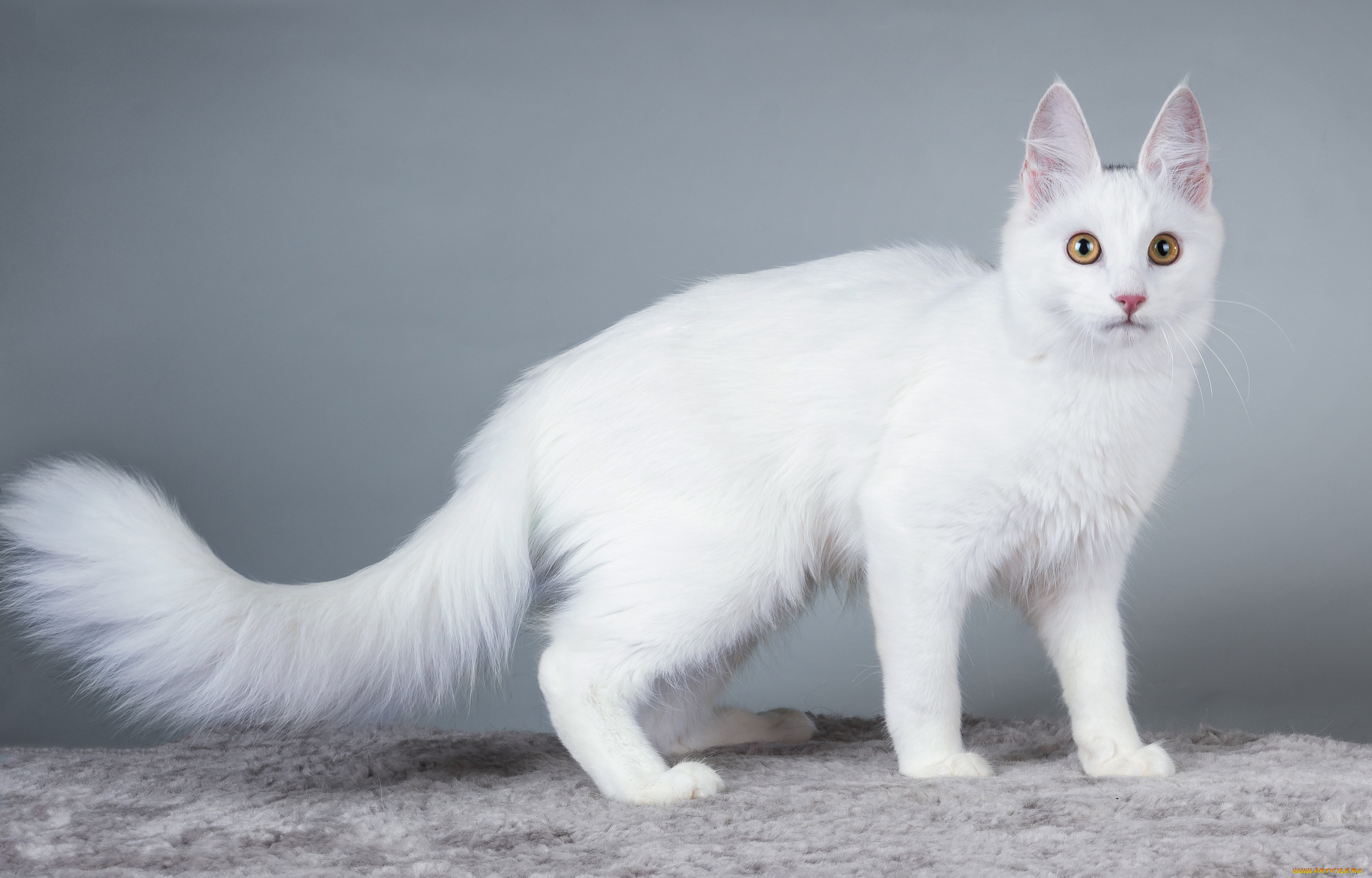 Какая порода белых котов. Сибирская ангорская кошка белая. Турецкая ангора кошка. Турецкая ангора белая. Турецкая ангора биколор серая.